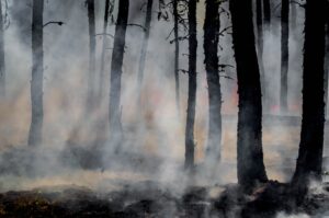 Waldbrand