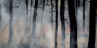 Bund will Bevölkerung lieber mit Kampfjets als mit Löschhelikoptern schützen Waldbrand