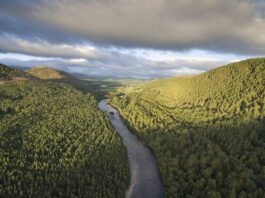 Erfolgreicher Klimaschutz: Schottland hat wieder so viel Waldfläche wie vor 1’000 Jahren