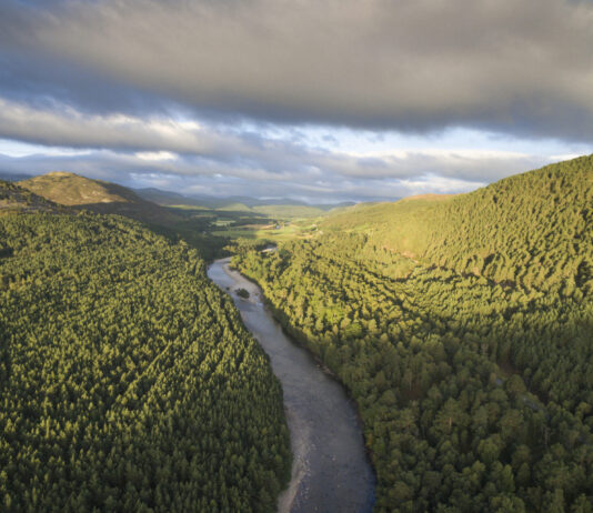 Erfolgreicher Klimaschutz: Schottland hat wieder so viel Waldfläche wie vor 1’000 Jahren