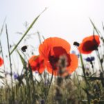 laura-lauch-EZffVaWuEd8-unsplash