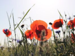 EU beschliesst Gesetz für Naturschutz und Biodiversität Blumenwiese mit Insekten