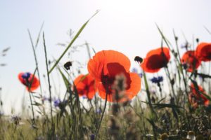 Blumenwiese mit Insekten