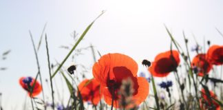 EU beschliesst Gesetz für Naturschutz und Biodiversität Blumenwiese mit Insekten