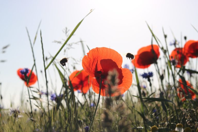 Blumenwiese mit Insekten