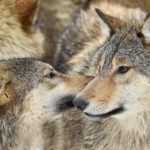 Aussenaufnahme,Baden-Wuerttemberg,begruessen,Begruessung,captive,Deutschland,Europa,Fell,Hundeartige,Kanadische Woelfe,Kontakt,Kontaktaufnahme,Leitwolf,Maennchen,menschenleer,Naehe,Natur,nebeneinander,Rangordnung,Raubtier,riechen,Saeugetier,Sozialverhalten