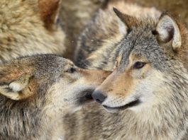 Heftige Kritik an Röstis Wolfabschüssen