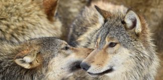 Heftige Kritik an Röstis Wolfabschüssen