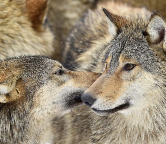 Heftige Kritik an Röstis Wolfabschüssen