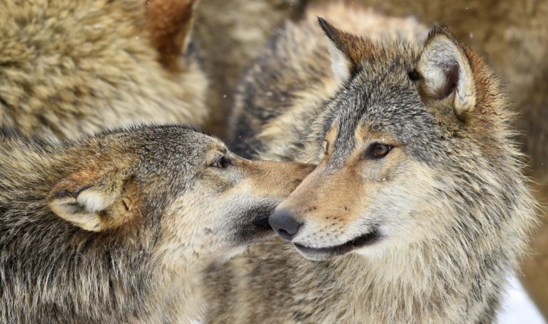 Heftige Kritik an Röstis Wolfabschüssen