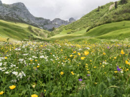 Biodiversität bietet Schutz vor Naturkatastrophen