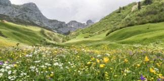 Biodiversität bietet Schutz vor Naturkatastrophen