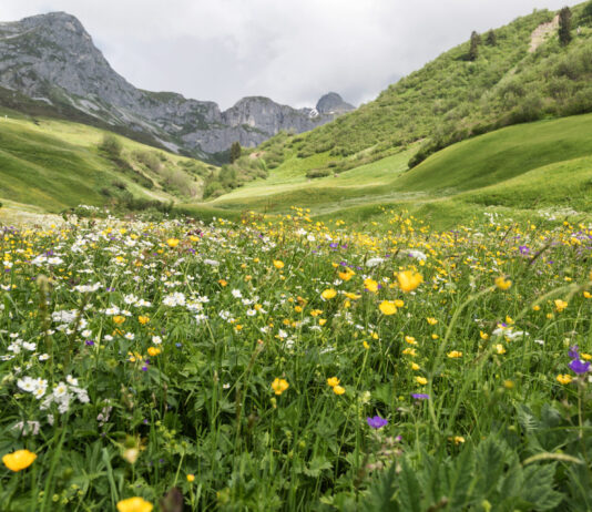 Biodiversität bietet Schutz vor Naturkatastrophen