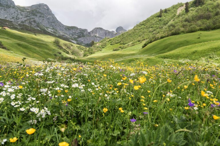 Biodiversität bietet Schutz vor Naturkatastrophen