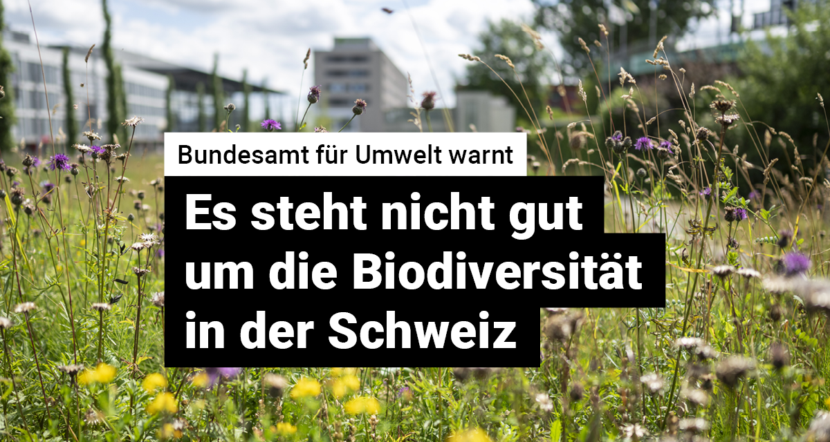 Bundesamt Für Umwelt Warnt Vor Biodiversitätsverlust