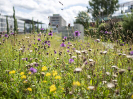 Bundesamt für Umwelt warnt vor Biodiversitätsverlust