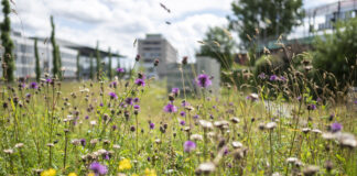 Bundesamt für Umwelt warnt vor Biodiversitätsverlust