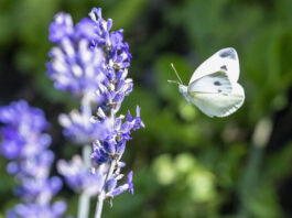 Biodiversität: EU macht vorwärts