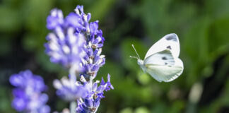 Biodiversität: EU macht vorwärts