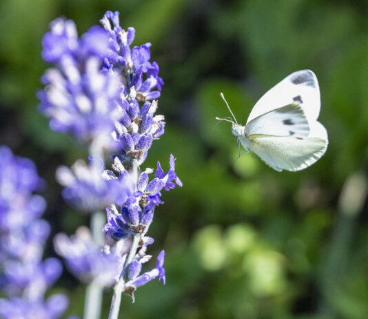 Biodiversität: EU macht vorwärts