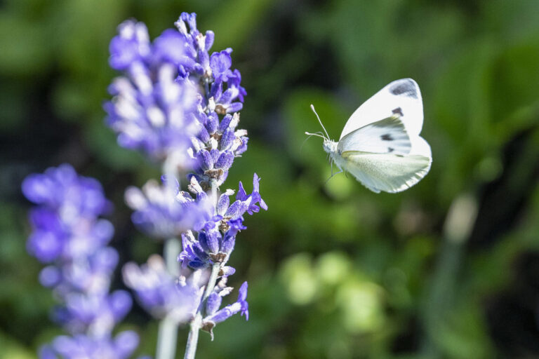 Biodiversität: EU macht vorwärts