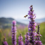 BIENE, BIENEN, INSEKT, INSEKTEN, NEKTAR, BLUETE, BLUME, PFLANZE, BIODIVERSITAET, PFLANZENWELT,