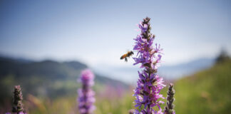 Mitte Frauen sagen JA zur Biodiversitätsinitiative
