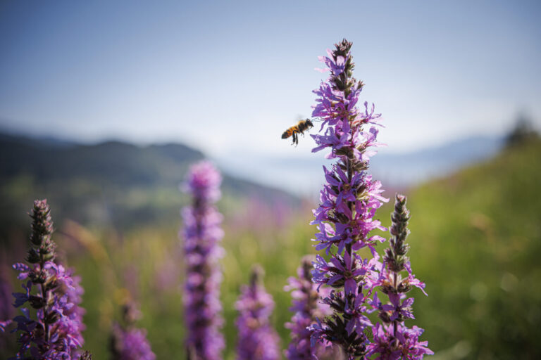 Mitte Frauen sagen JA zur Biodiversitätsinitiative