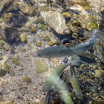 AESCHE, ERHOLUNGSZONE, KUEHLUNG, ABKUEHLUNG, RHEIN, HITZE, HITZEWELLE, WASSERTEMPERATUR, FISCHE, FISCHSTERBEN,