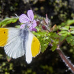 :Source: DIGITAL, Anthocharis cardamines, Aurorafalter, Bezirk KŸssnacht, Blossoming, Blume Flower, Blumen Flowers, Blumen Rosarot, BlŸhen BlŸten, BlŸte Bluehen Blueten Bluete, BlŸten Blossom, BlŸtenstand Bluetenstand, B