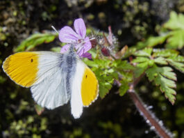 «Es ist schlicht vernünftig, die Biodiversität zu schützen.»