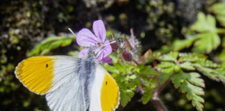 «Es ist schlicht vernünftig, die Biodiversität zu schützen.»