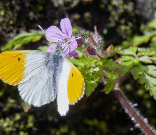 «Es ist schlicht vernünftig, die Biodiversität zu schützen.»