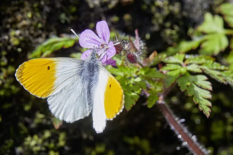 «Es ist schlicht vernünftig, die Biodiversität zu schützen.»