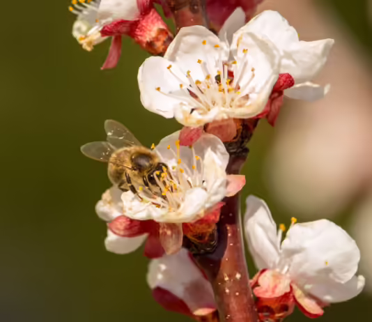Wie schlimm es um Bienen, Fische und Pflanzen steht