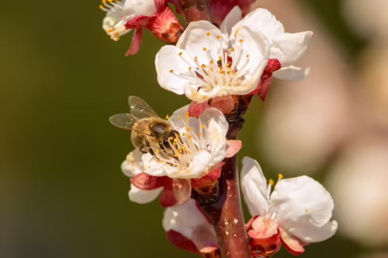 Wie schlimm es um Bienen, Fische und Pflanzen steht