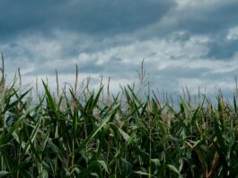 Lebensmittelschutz-Initiative: Gegen den Plan von Syngenta und Rösti