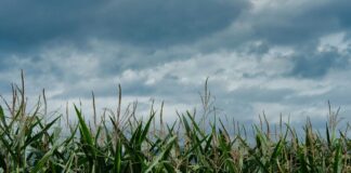 Lebensmittelschutz-Initiative: Gegen den Plan von Syngenta und Rösti