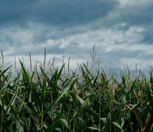 Lebensmittelschutz-Initiative: Gegen den Plan von Syngenta und Rösti