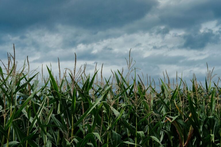 Lebensmittelschutz-Initiative: Gegen den Plan von Syngenta und Rösti