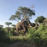 Elephants in Murchison Falls National Park