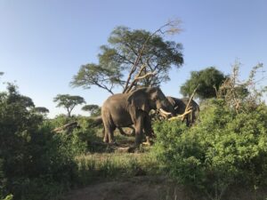 éléphant