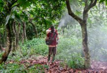 Pestizid-Skandal bei Lindt & Sprüngli