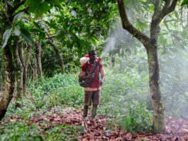 Pestizid-Skandal bei Lindt & Sprüngli