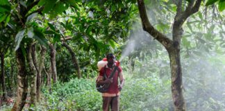 Pestizid-Skandal bei Lindt & Sprüngli