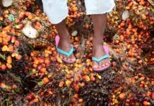 Freihandelsabkommen mit Malaysia: Palmöl ohne Schutz vor Zwangsarbeit für Schweizer Konsum Eine Person, von der nur die Beine ab den Knien und die Füsse zu sehen sind, trägt eine hochgekrempelte weiße Hose und rosa Flip-Flops mit blauen Riemen. Sie steht auf einem Boden, der mit zahlreichen roten, orangefarbenen und schwarzen Ölpalmfrüchten sowie Pflanzenfasern und Ernteresten bedeckt ist.