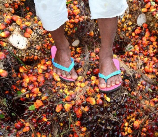 Freihandelsabkommen mit Malaysia: Palmöl ohne Schutz vor Zwangsarbeit für Schweizer Konsum Eine Person, von der nur die Beine ab den Knien und die Füsse zu sehen sind, trägt eine hochgekrempelte weiße Hose und rosa Flip-Flops mit blauen Riemen. Sie steht auf einem Boden, der mit zahlreichen roten, orangefarbenen und schwarzen Ölpalmfrüchten sowie Pflanzenfasern und Ernteresten bedeckt ist.