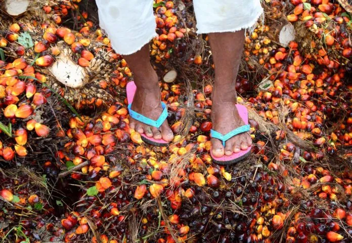 PALME, PALMOEL, OEL, FRUCHT, FRUECHTE, PLANTAGE, BRENNSTOFF, KRAFTSTOFF, Eine Person, von der nur die Beine ab den Knien und die Füsse zu sehen sind, trägt eine hochgekrempelte weiße Hose und rosa Flip-Flops mit blauen Riemen. Sie steht auf einem Boden, der mit zahlreichen roten, orangefarbenen und schwarzen Ölpalmfrüchten sowie Pflanzenfasern und Ernteresten bedeckt ist.