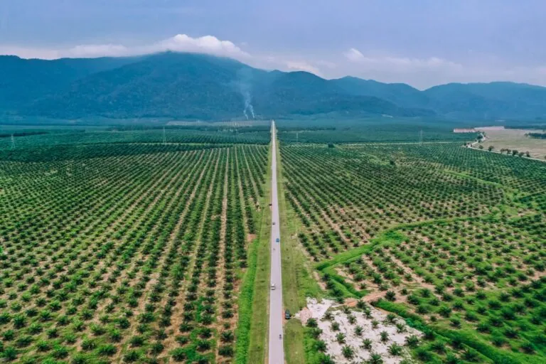 Malaysia-Abkommen: Bund verzichtet auf Regenwaldschutz